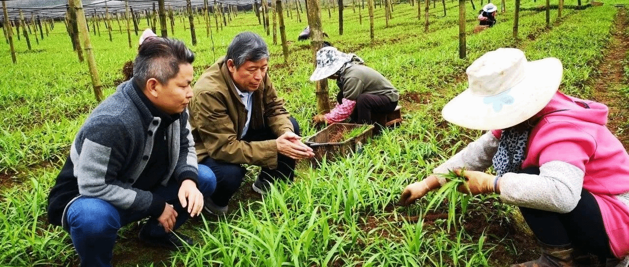 王喆之的“药材人生”：把论文写在祖国大地上